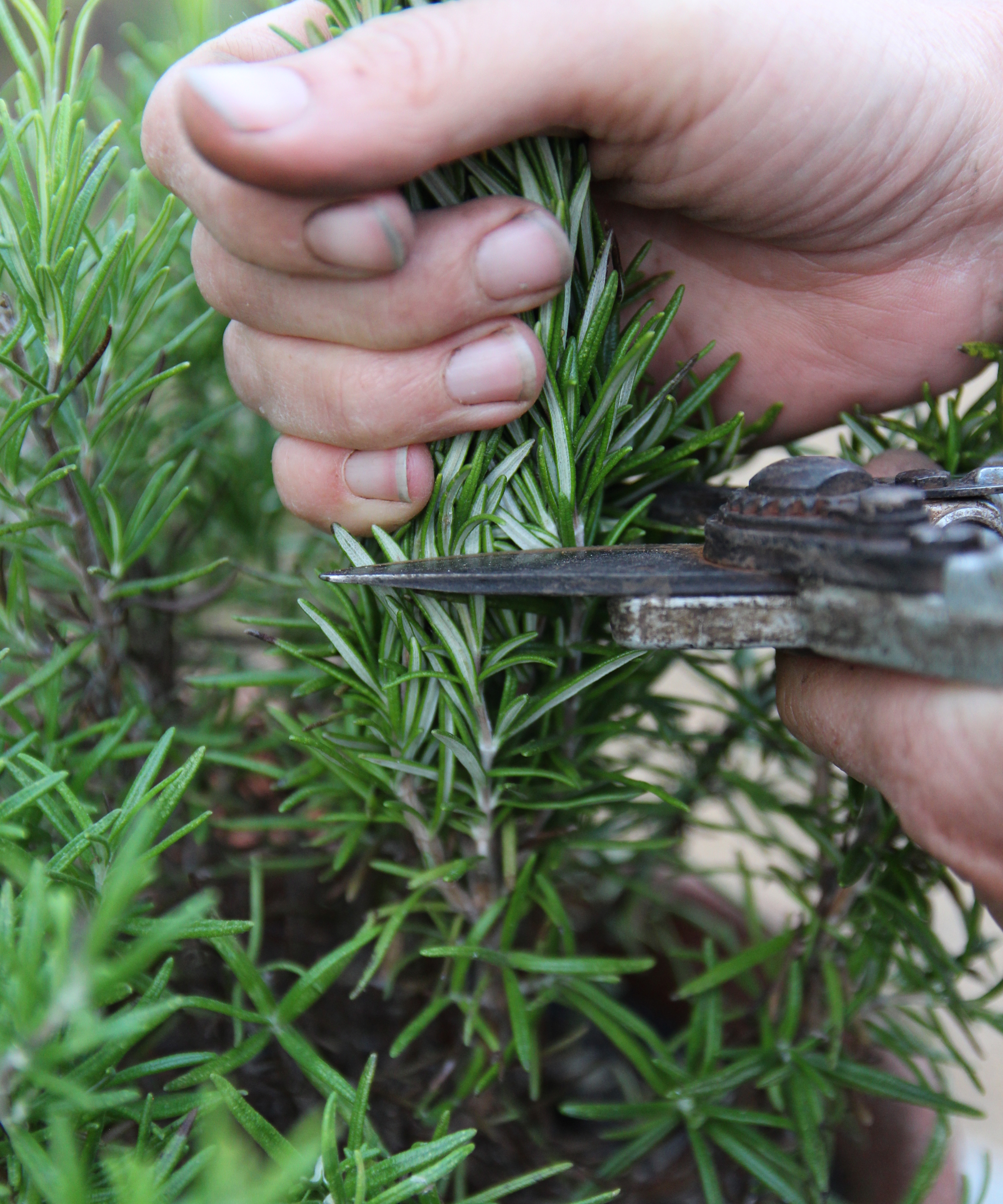 A gardener is cutting stems of rosemary with pruning shears