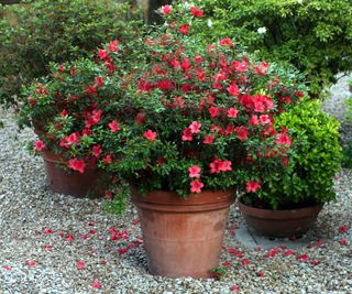 Red Azaleas in a terracotta pot