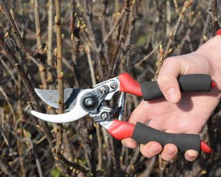 Gardener hand cut blackcurrant (Ribes nigrum) branch with bypass secateurs.