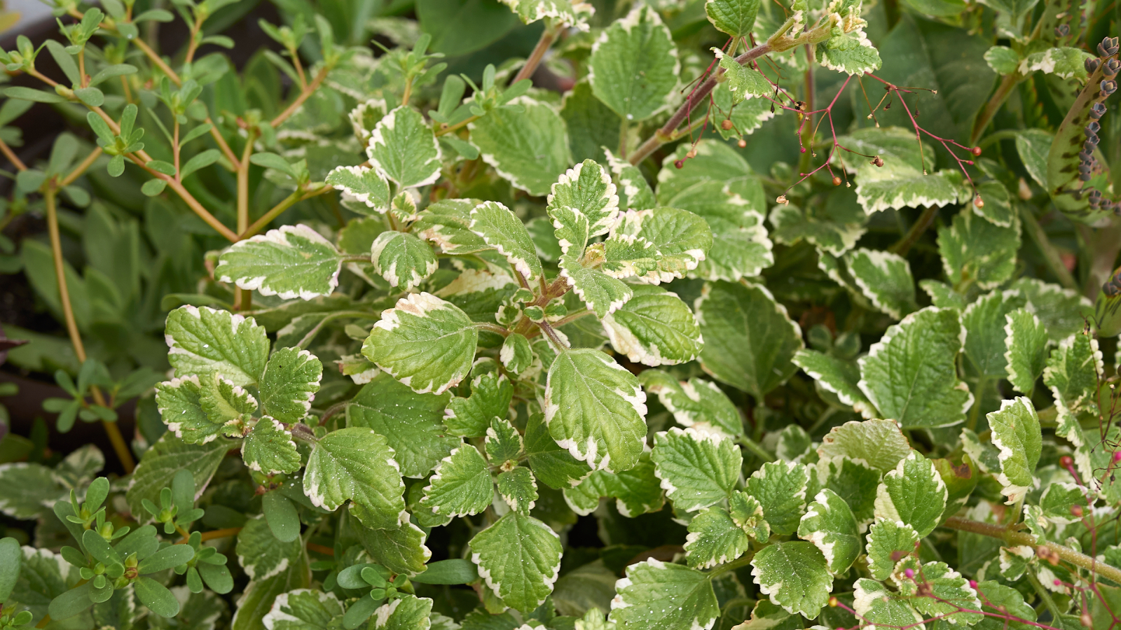 White-edged Swedish ivy