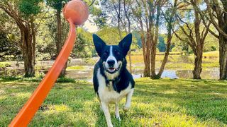 Dog playing