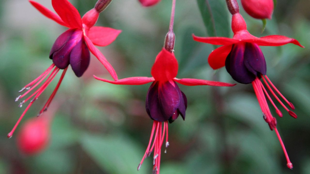 red and purple hanging fuchsia