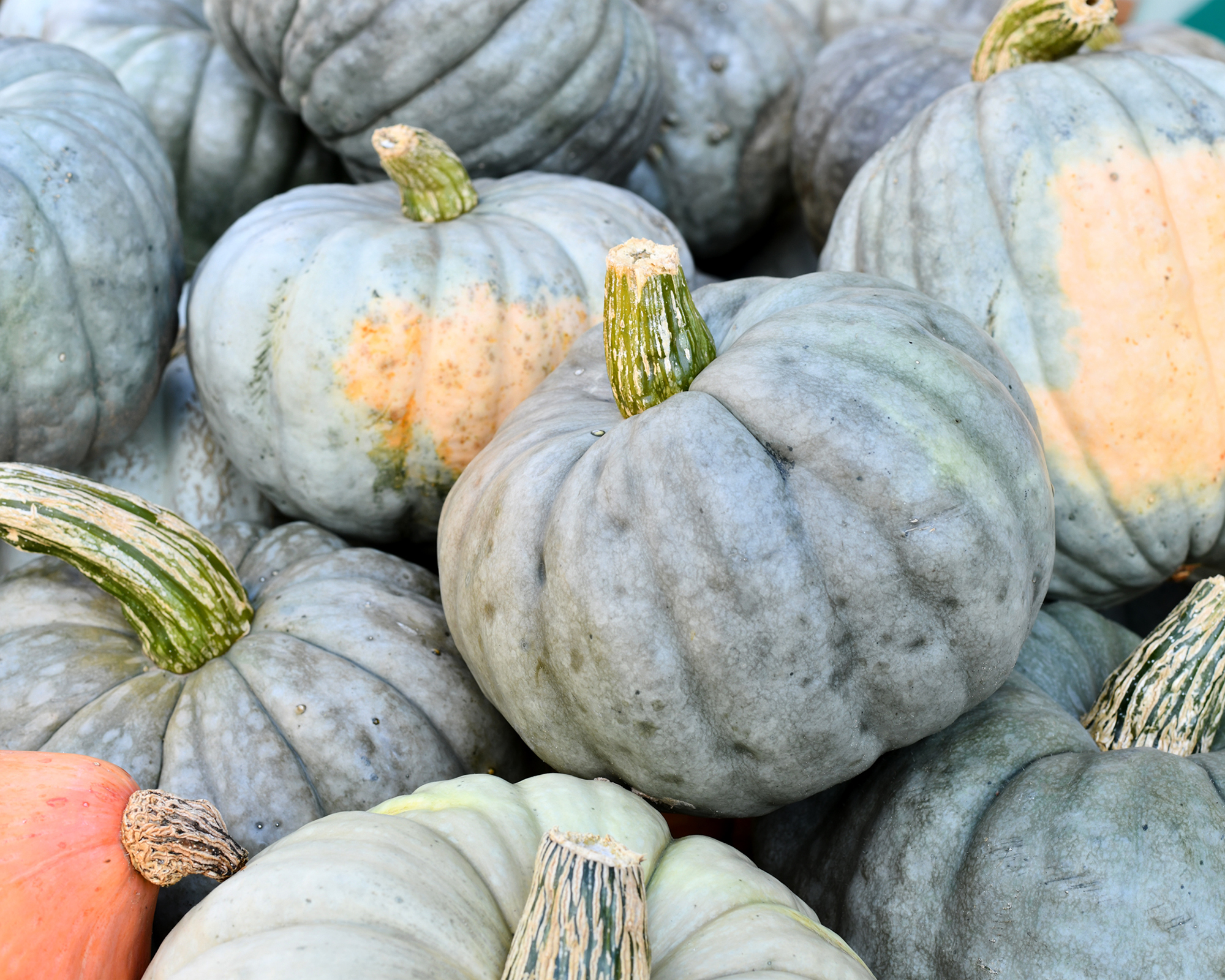 Jarrahdale pumpkins piled high