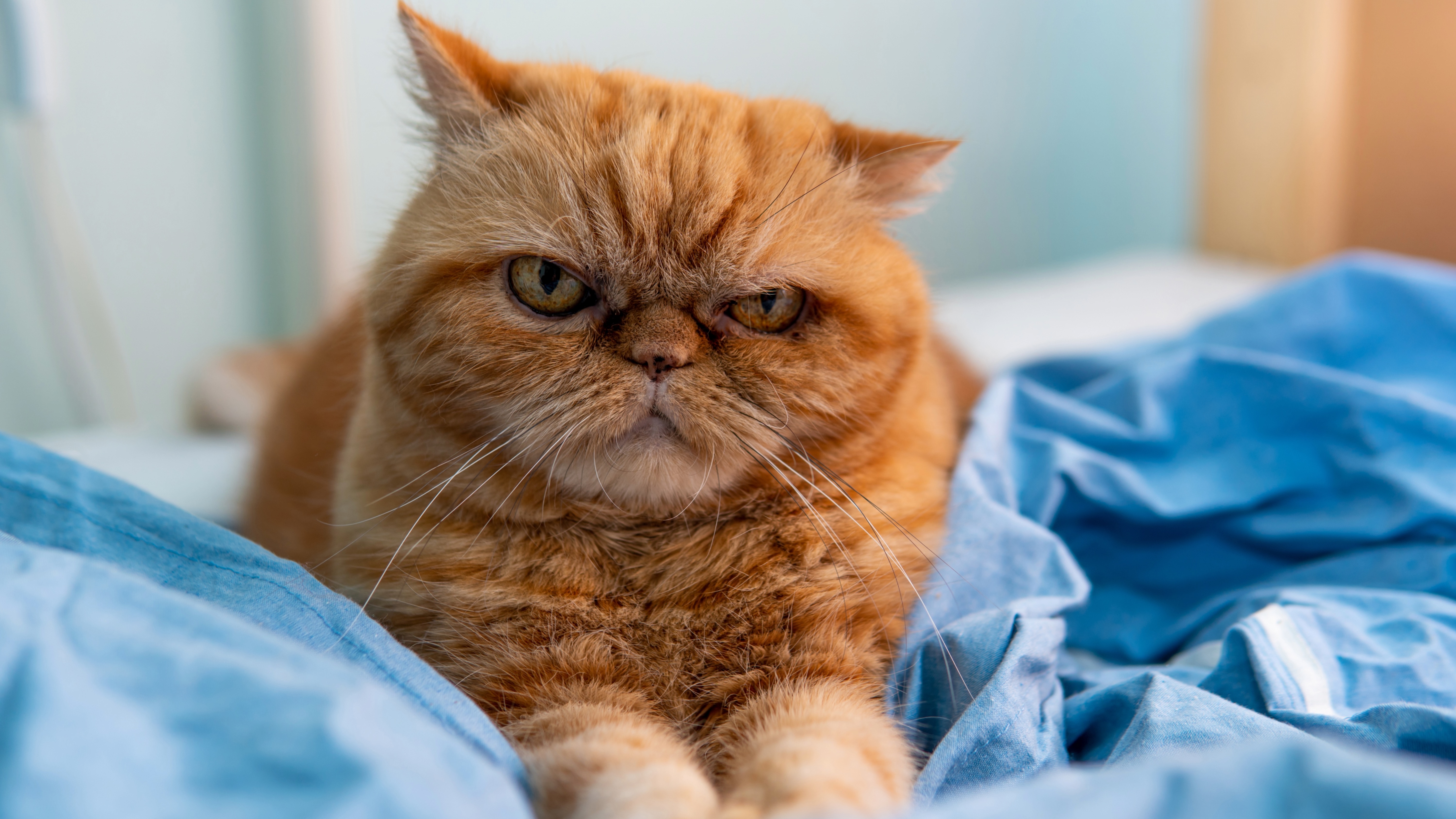 Grumpy cat lying on the bed