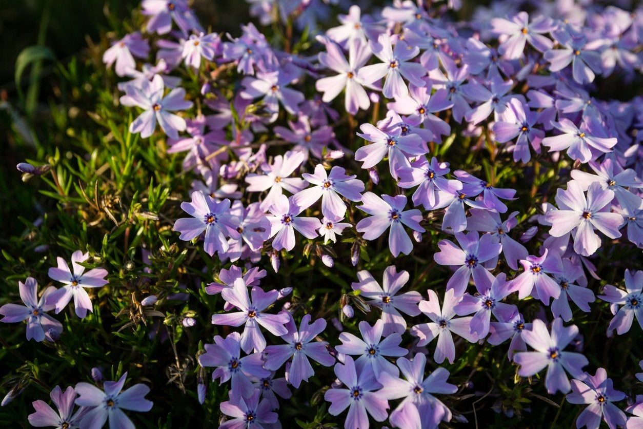 zone 6 ground cover