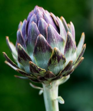 close-up of globe artichoke