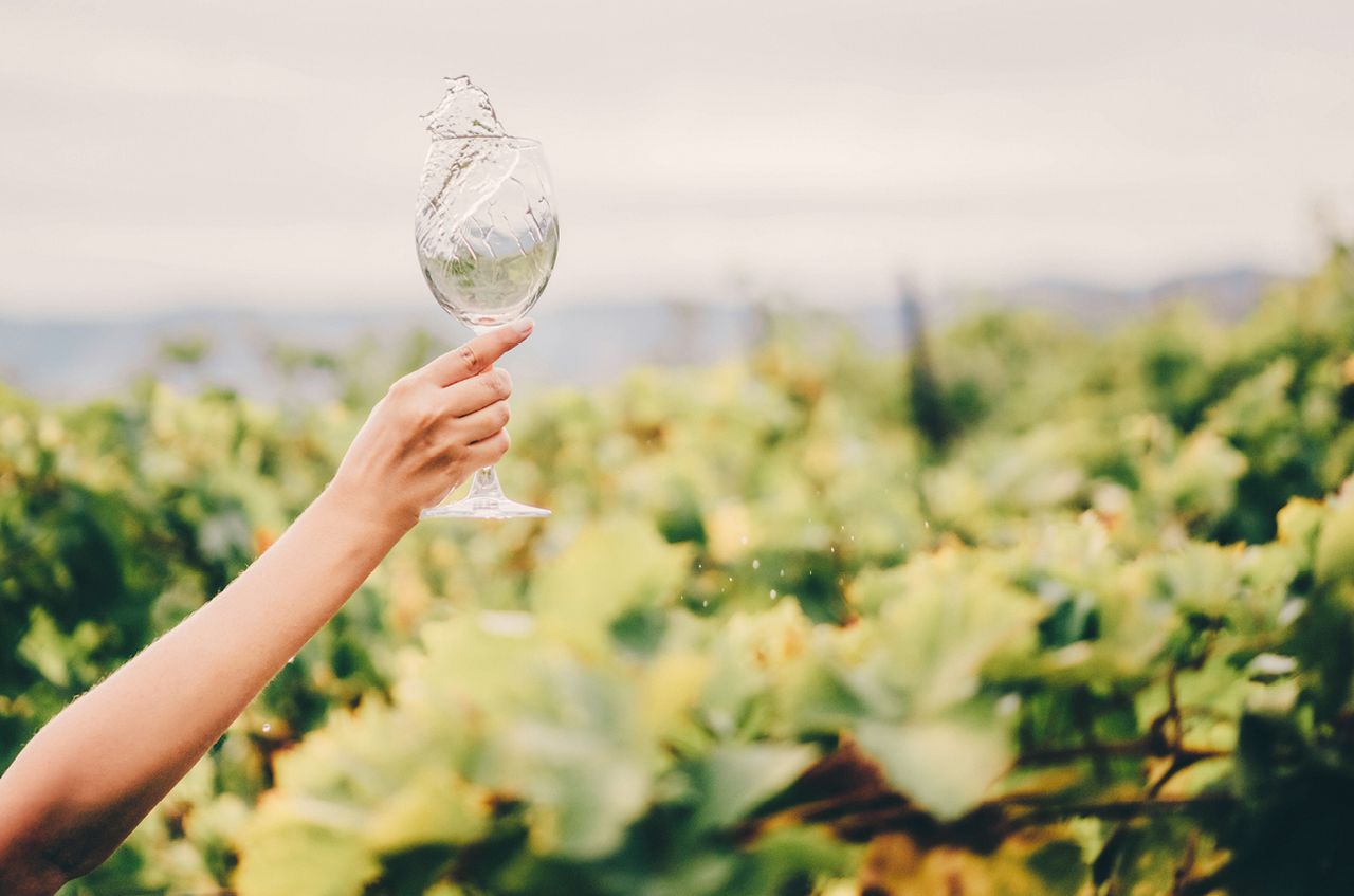 Pure Brilliance: DWWA 2026's Best in Show whites and rosés