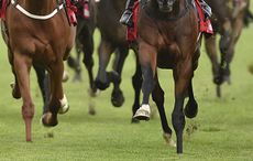 Great Yarmouth wrong horse