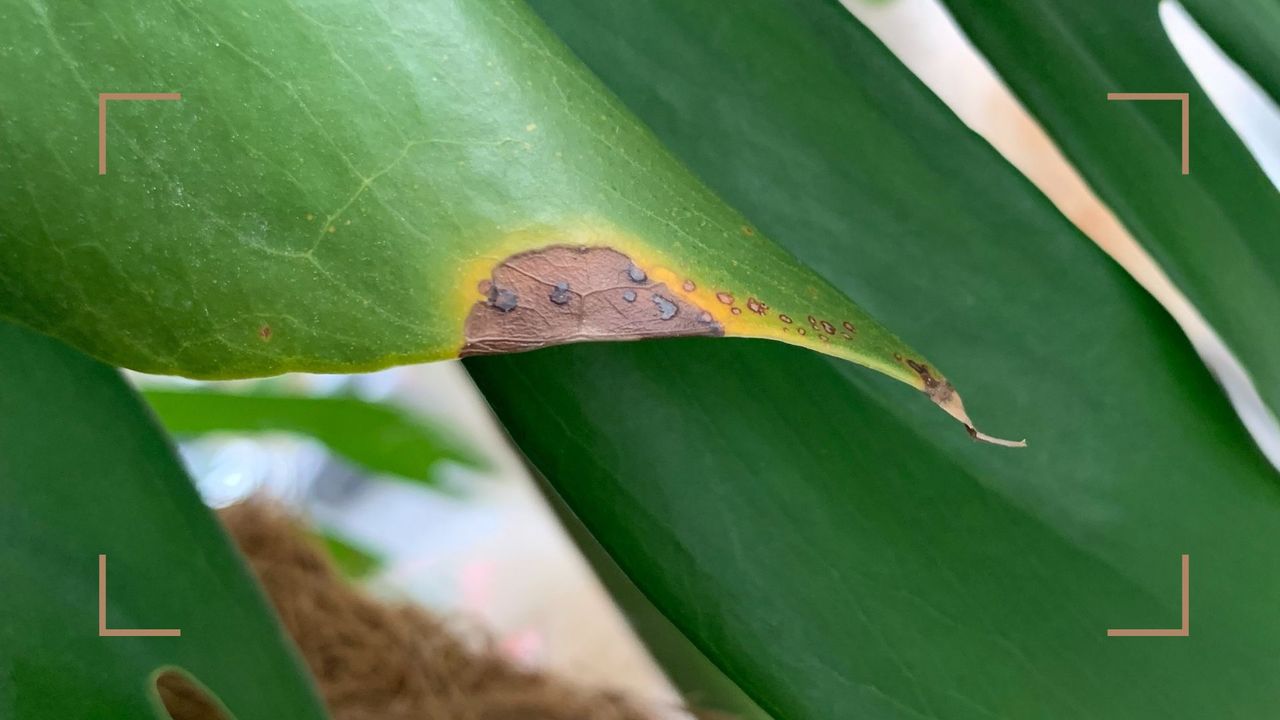 close up photo of a monstera leaf to answer Why are my monstera tips turning brown?