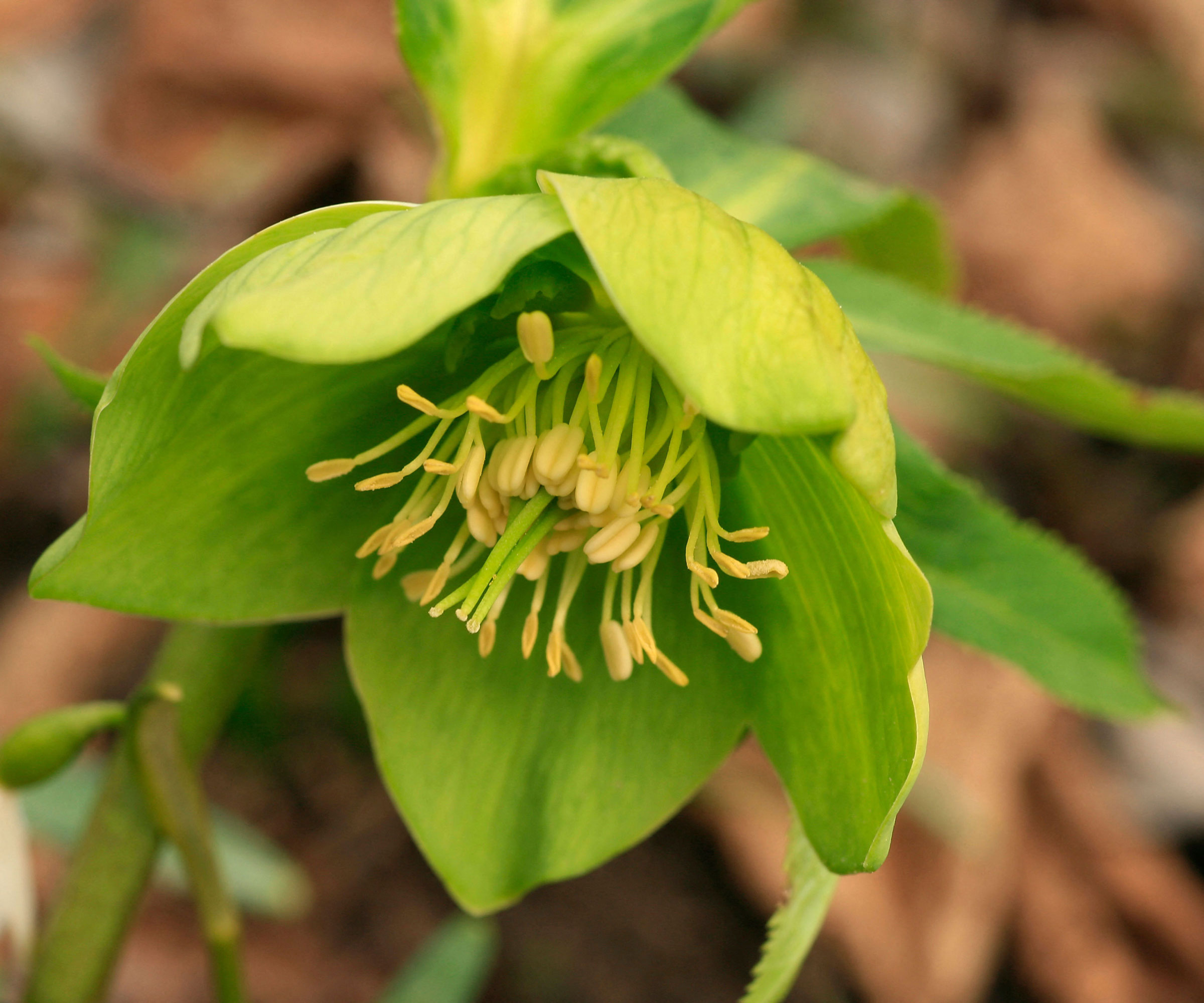 emerald green flower of winter flowering Helleborus viridis