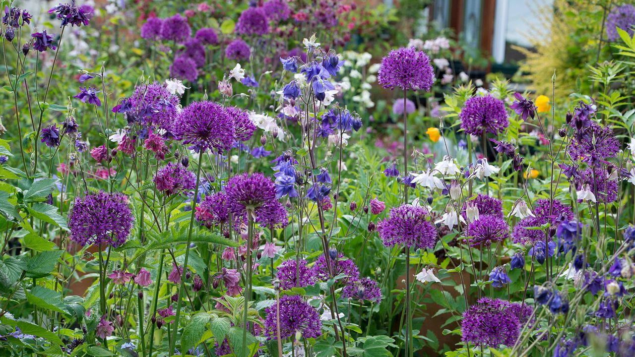 Alliums and aquilegia in an English garden