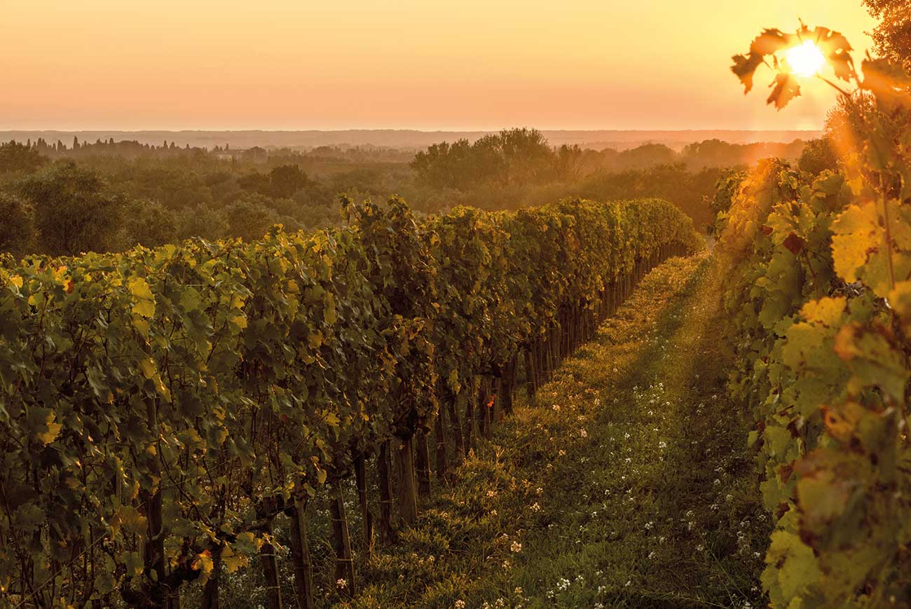 Sunset-in-the-Ornellaia-vineyards-1-WEB.jpg
