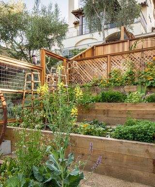raised vegetable beds in tiered Los Angeles garden