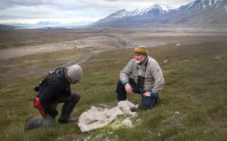 NPI ecologists Hamish Burnett and Mads Forchhammer examine reindeer remains found in June.