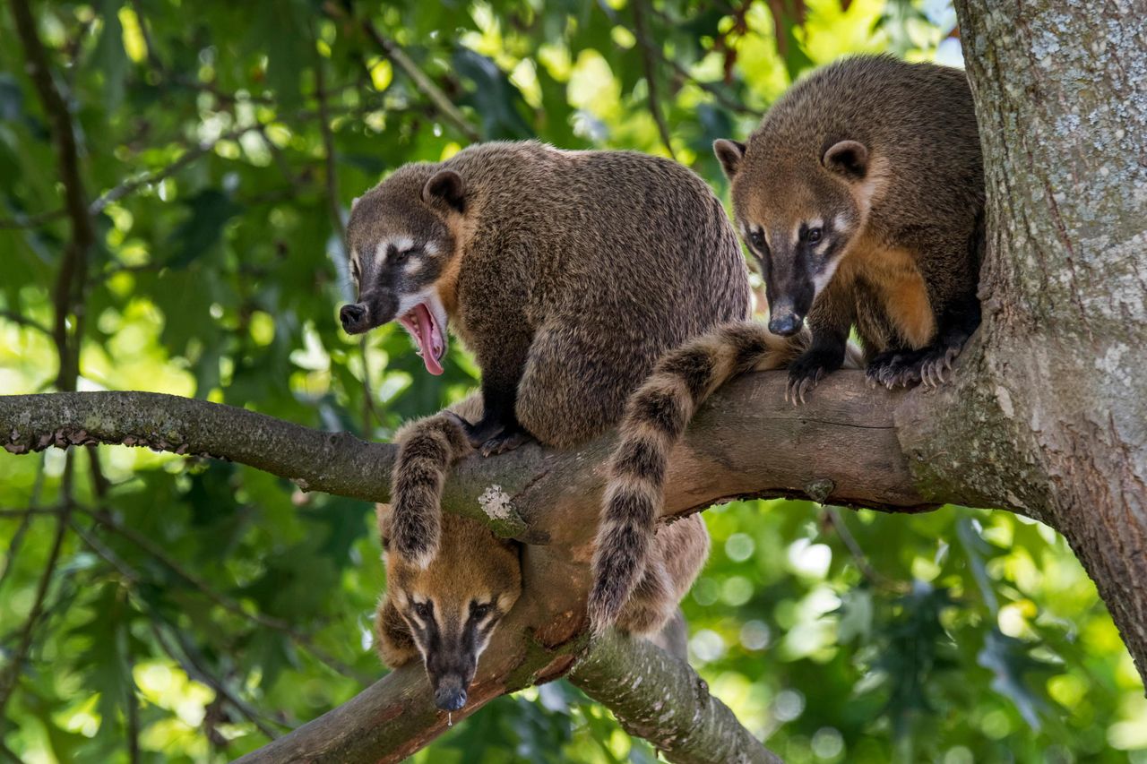 Native to South America, found in the UK: the coatimundi.