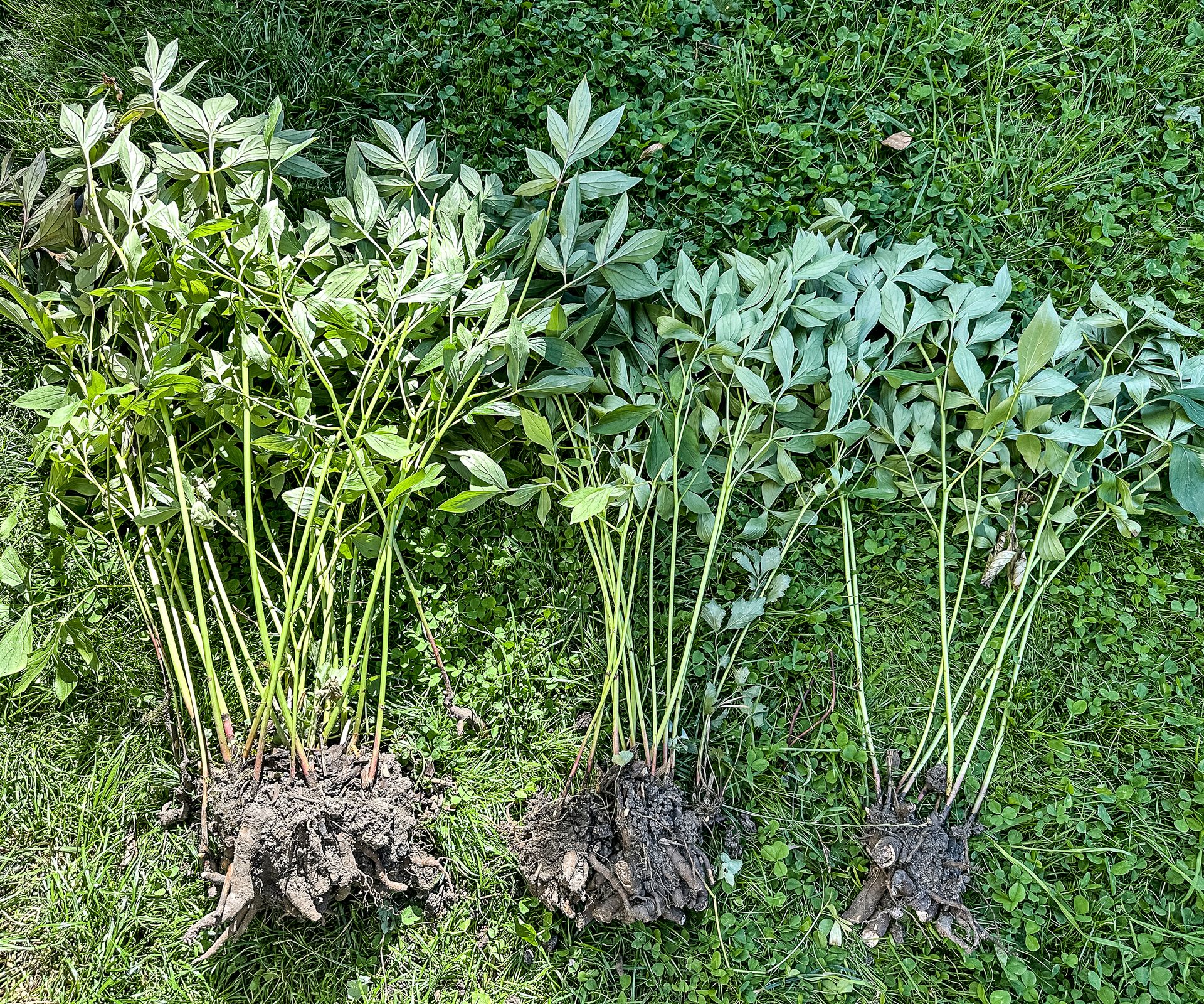 Divided peony plants laid out on the lawn