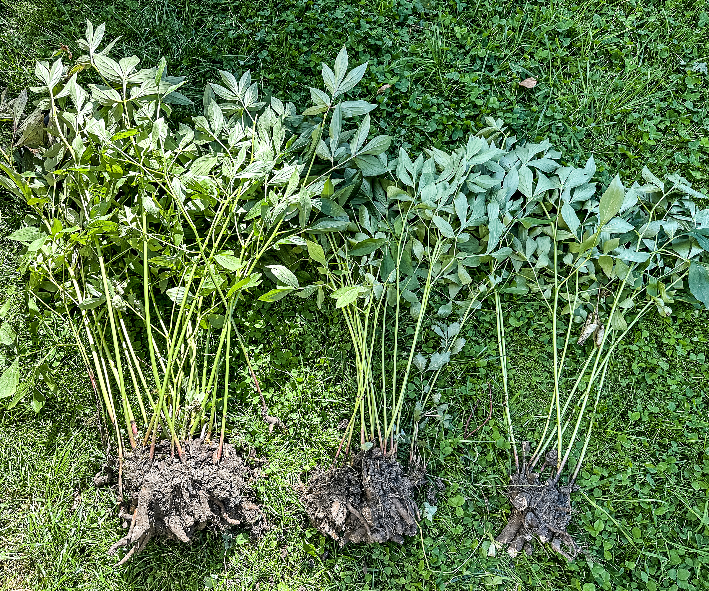 Divided peony plants laid out on the lawn