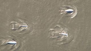 Cook Inlet beluga whales swimming as seen from a scientific survey plane at 800 feet. August 10. 2011.