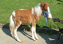 WHW-Snoopy-foal.jpg
