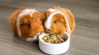 Two guinea pigs eating from a food bowl on the floor