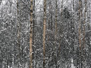 Snowy trees