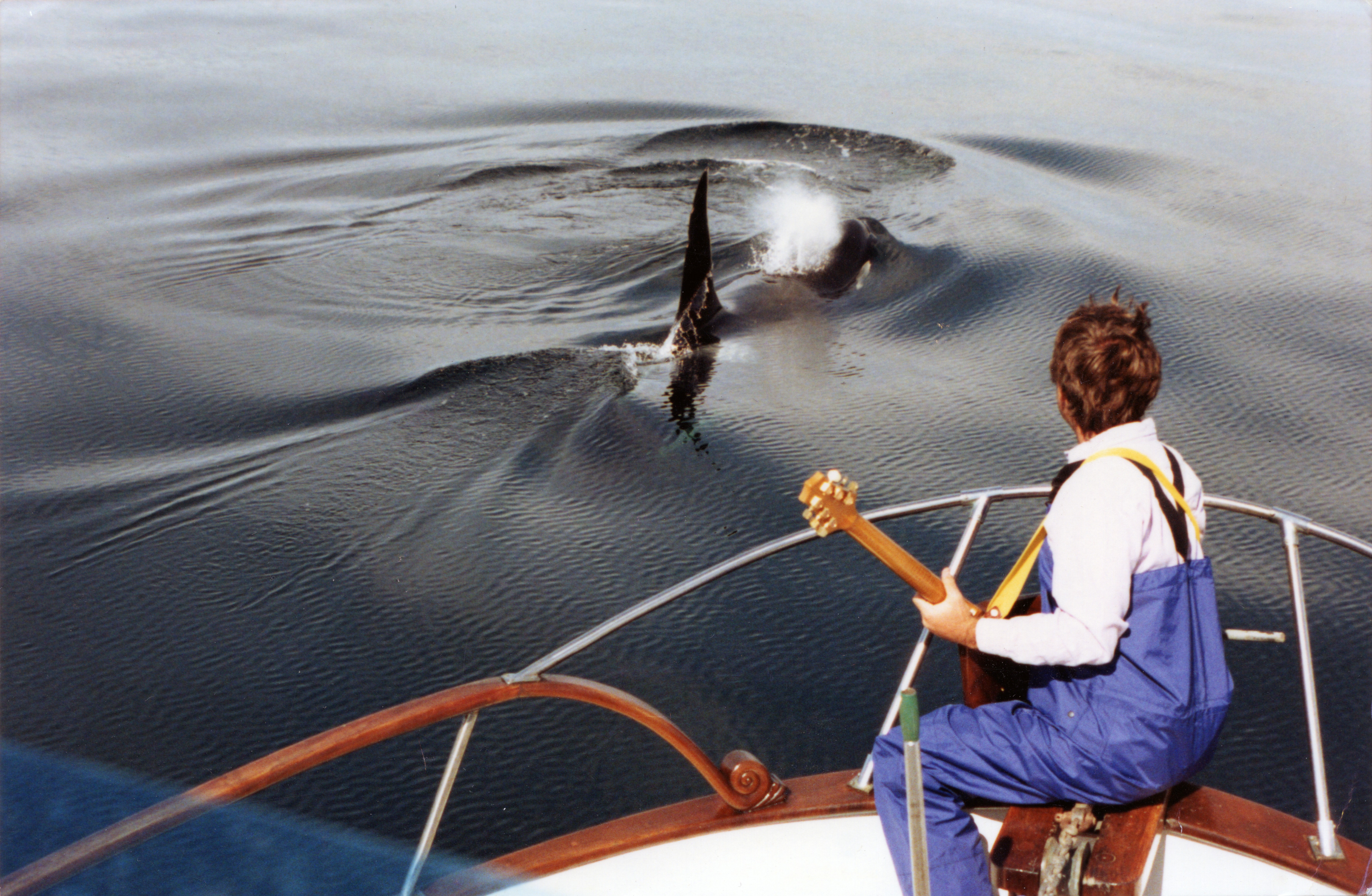Jim Nollman playing guitar with orcas from the bow of a boat.