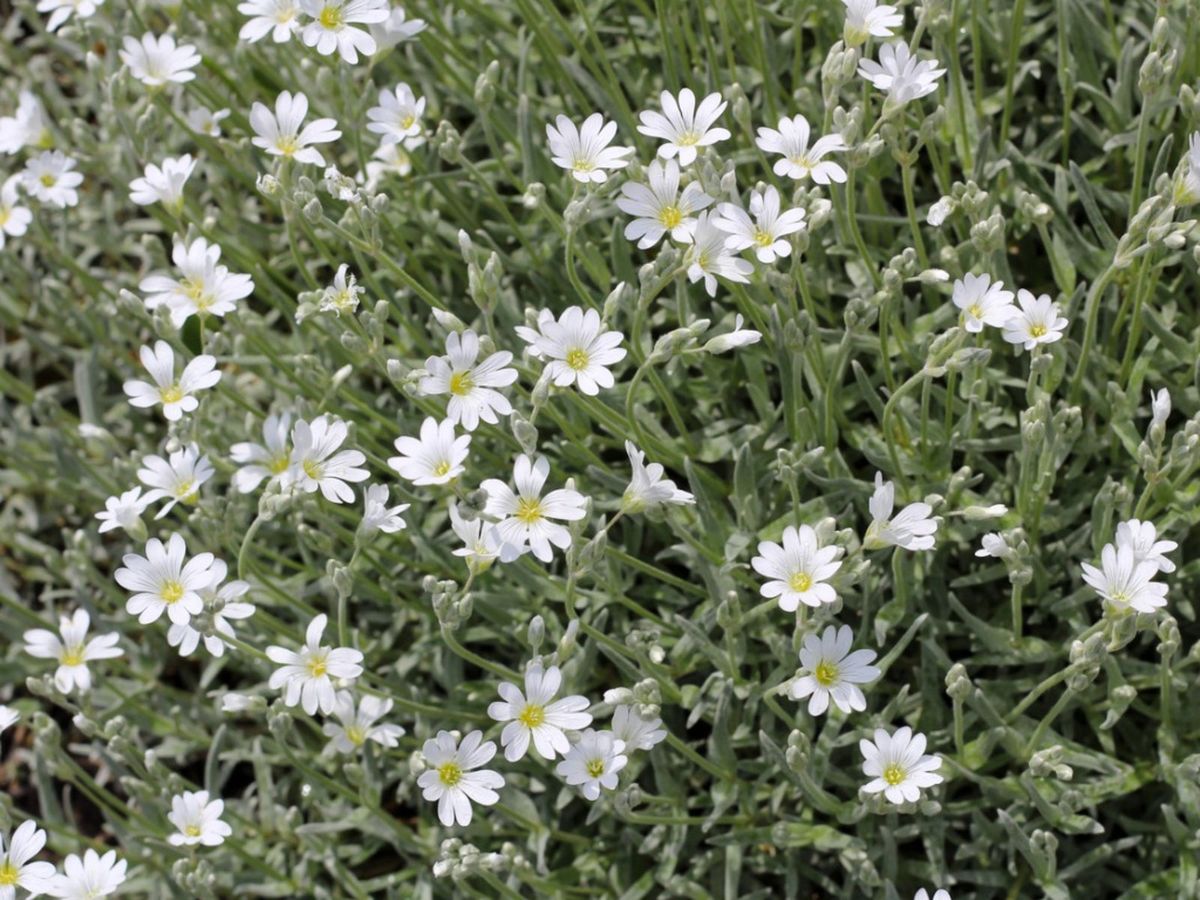 Cerastium Silver Carpet How To Grow Snow In Summer Plants Gardening Know How