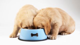 How to change a puppy&#039;s food: two puppies eating out of a blue bowl