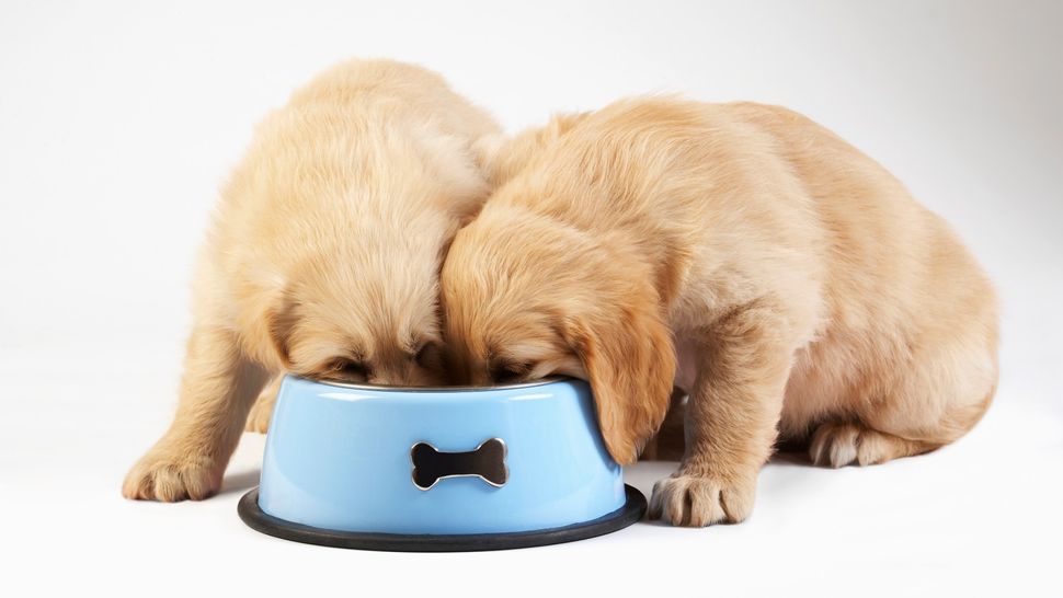 How to change a puppy’s food PetsRadar