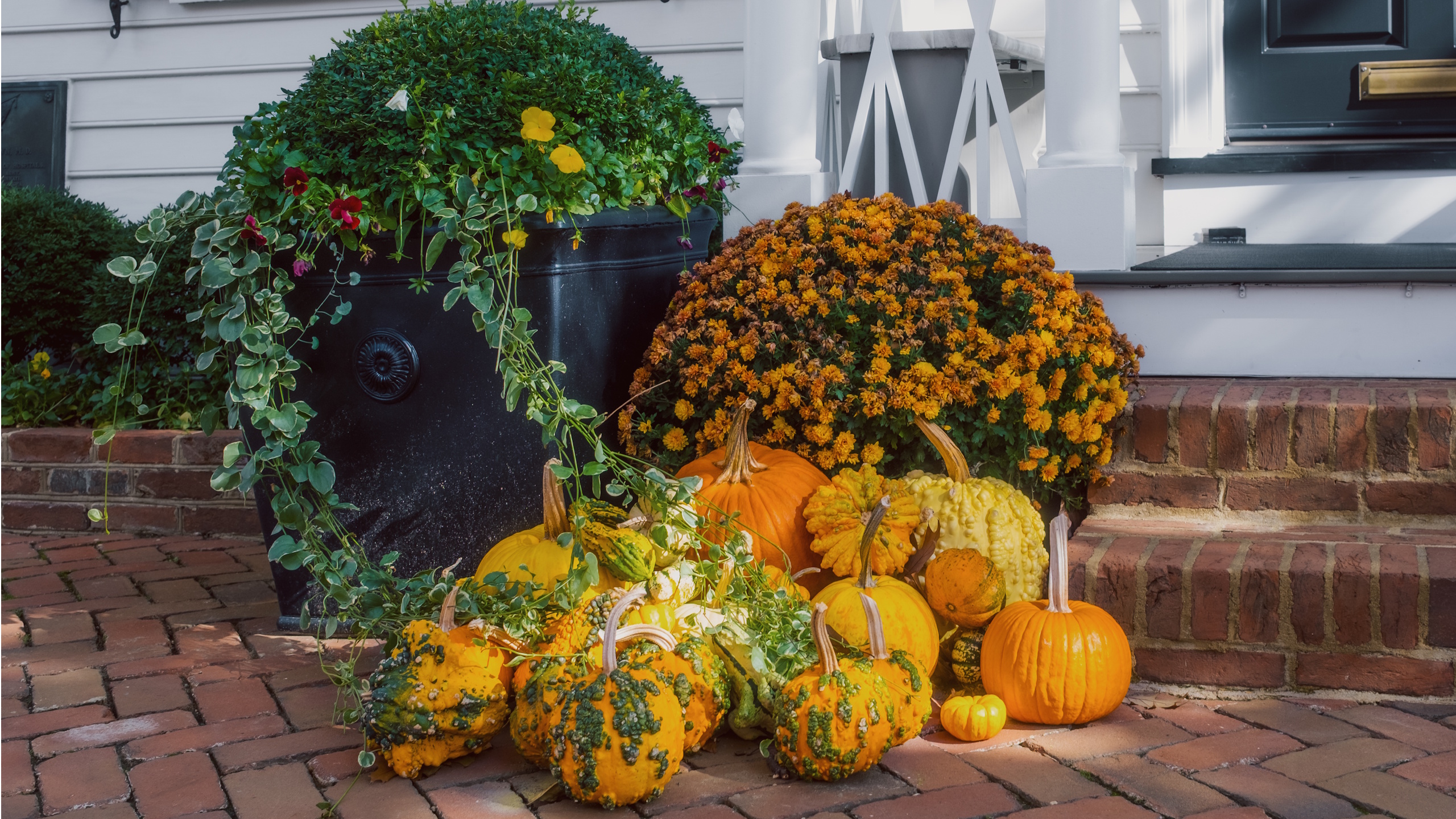 Halloween porch planting with pumpkins with chrysanthemums