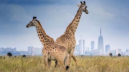 Two giraffes at Nairobi National Park in Kenya
