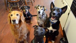 five dogs in a multi-dog household sit calmly and focus on their pet parent