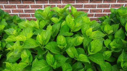 Hydrangea not blooming next to a brick wall