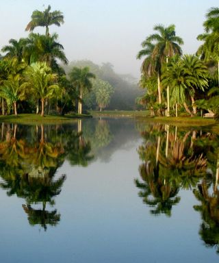 Palm trees in Fairchild Garden in Miami, Florida