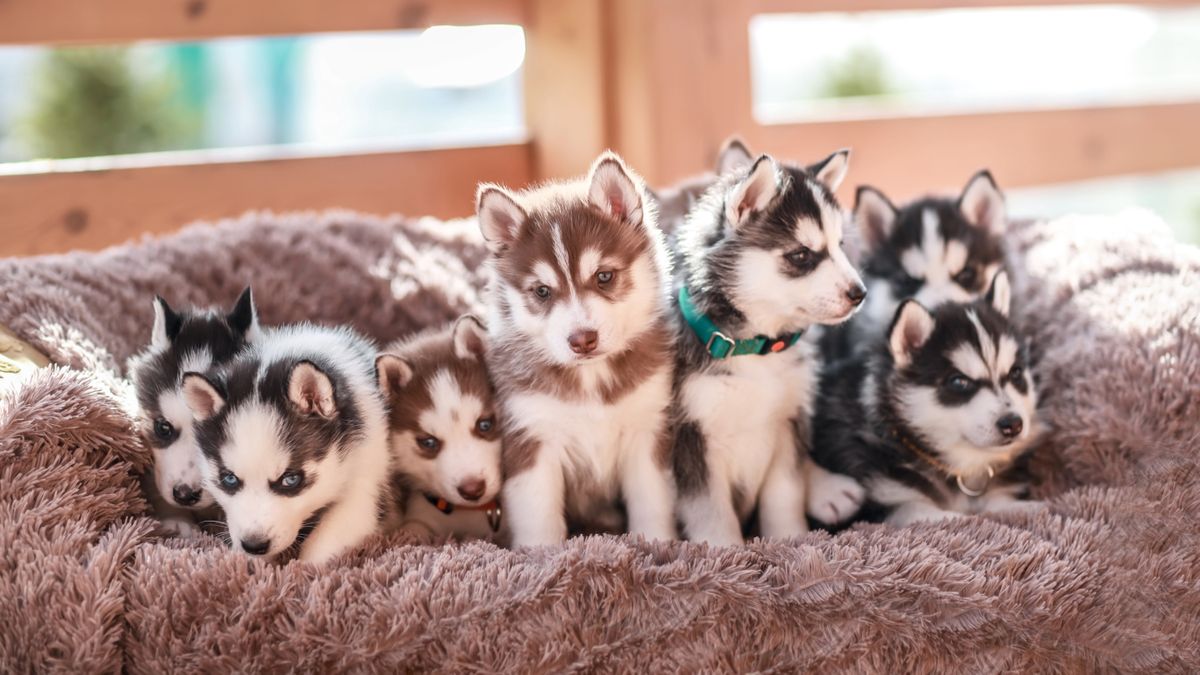 Litter of Siberian Husky puppies