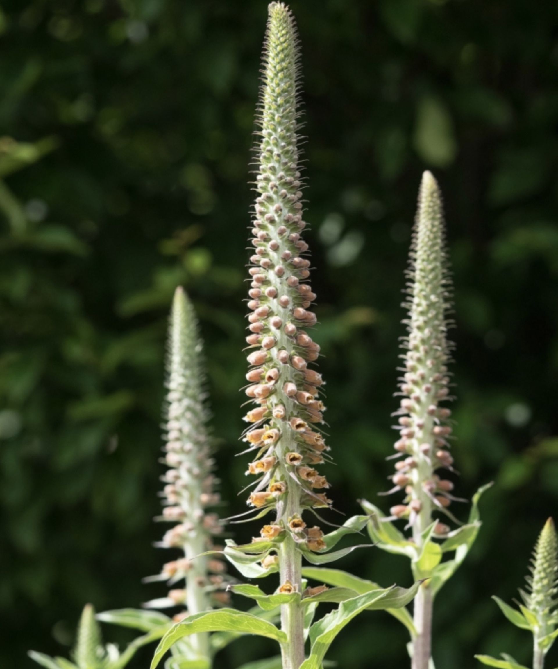 Digitalis parviflora Jacq
