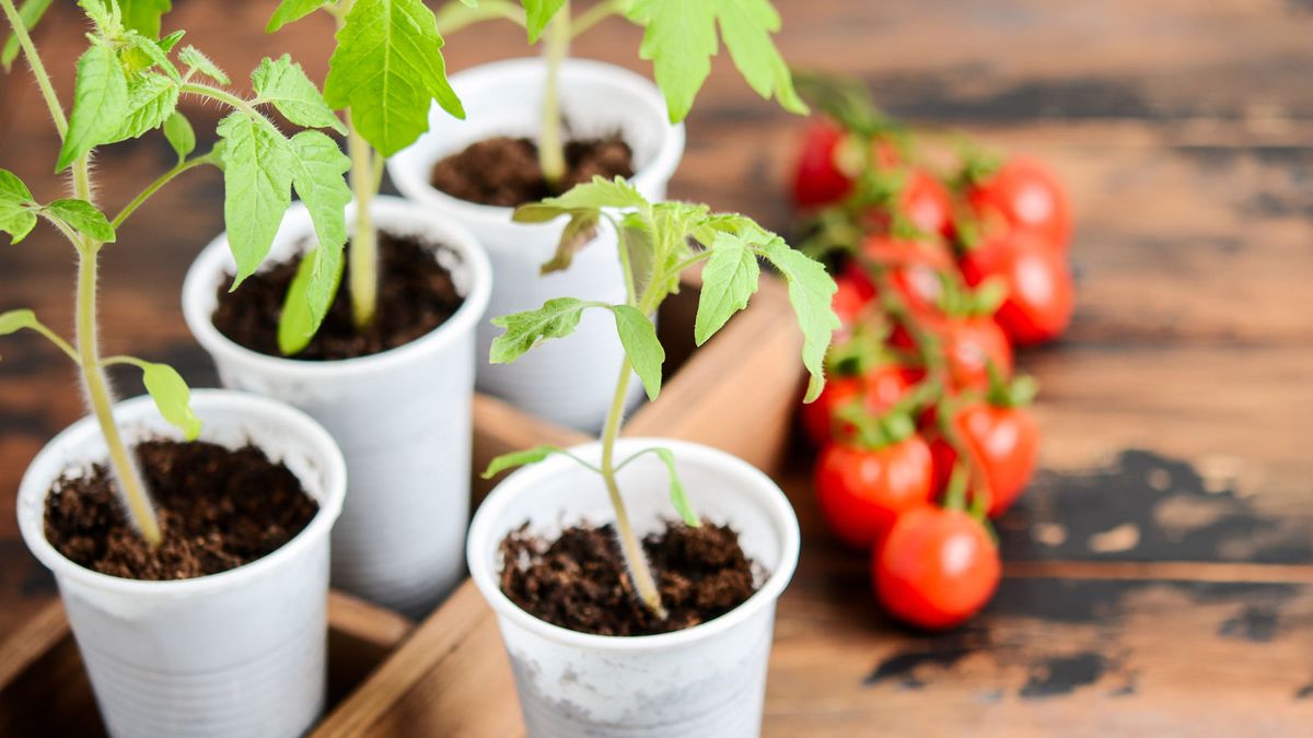 Complete Guide To Growing Tomatoes Indoors All Year | Gardening Know How