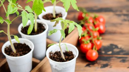 growing tomatoes indoors as seedlings in pots