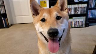 Peanut Butter is a shiba inu who will do an unassisted speedrun of the 1985 NES platformer Gyromite at AGDQ 2024.