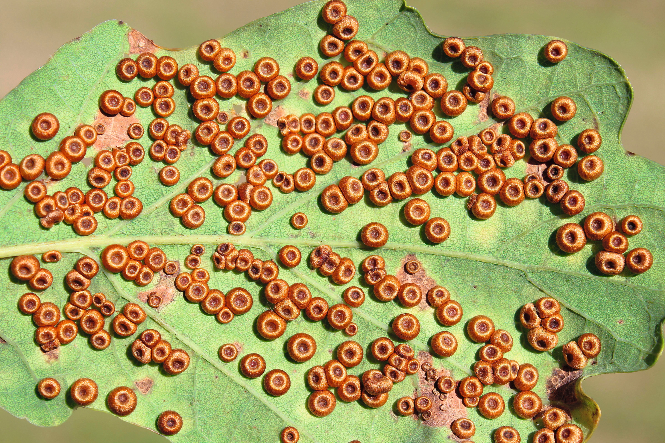 Silk Button Galls On Pedunculate Oak Quercus robur caused By The Gall Wasp Neuroterus numismalis