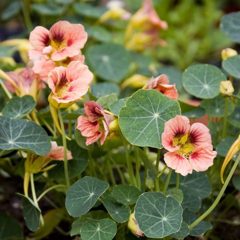 12 easy flowers to grow in pots, in the garden or inside your home
