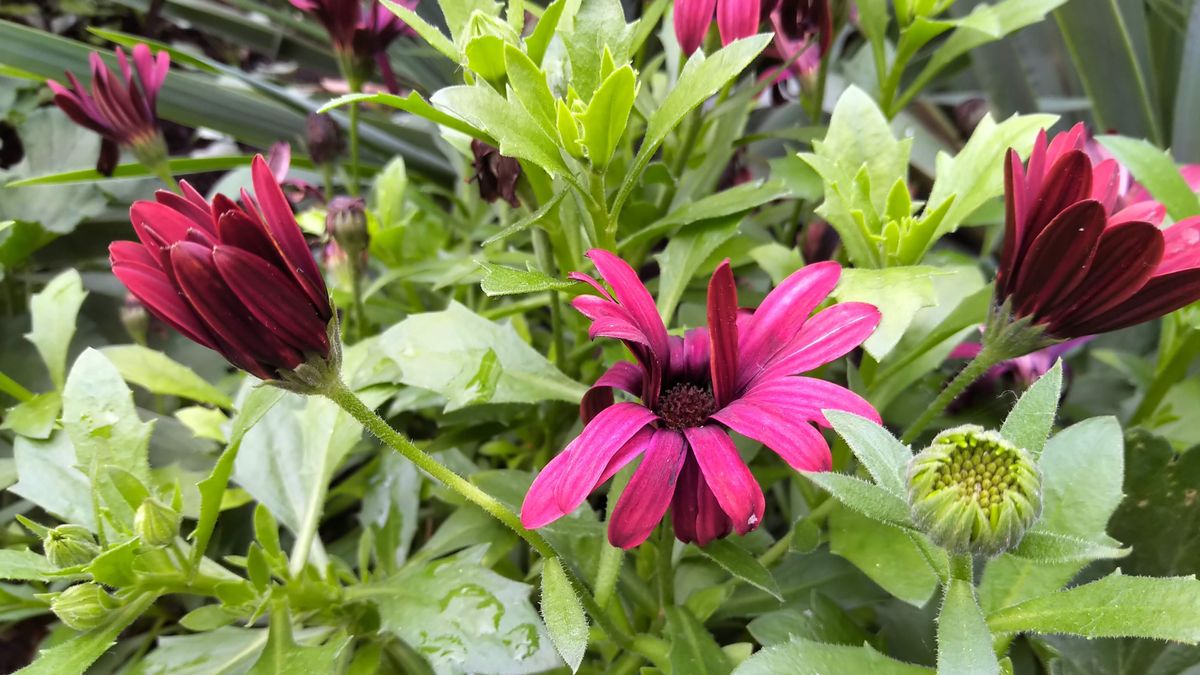 Good detail and color in the leaves and most of the petals, but the most exposed petals are a little too bright and lose some detail.