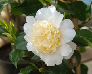 'Jury's Yellow' camellia