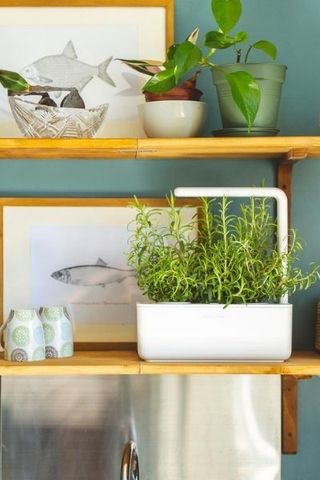 Click & Grow The Smart Garden 3 on some floating wooden shelves with other home accessories