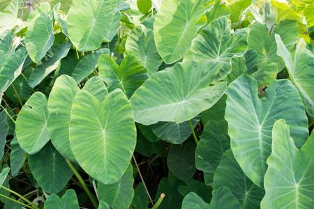 Large Green Elephant Ear Plant