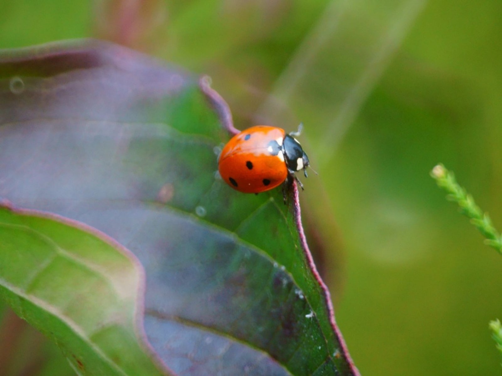 How to Attract Ladybugs 