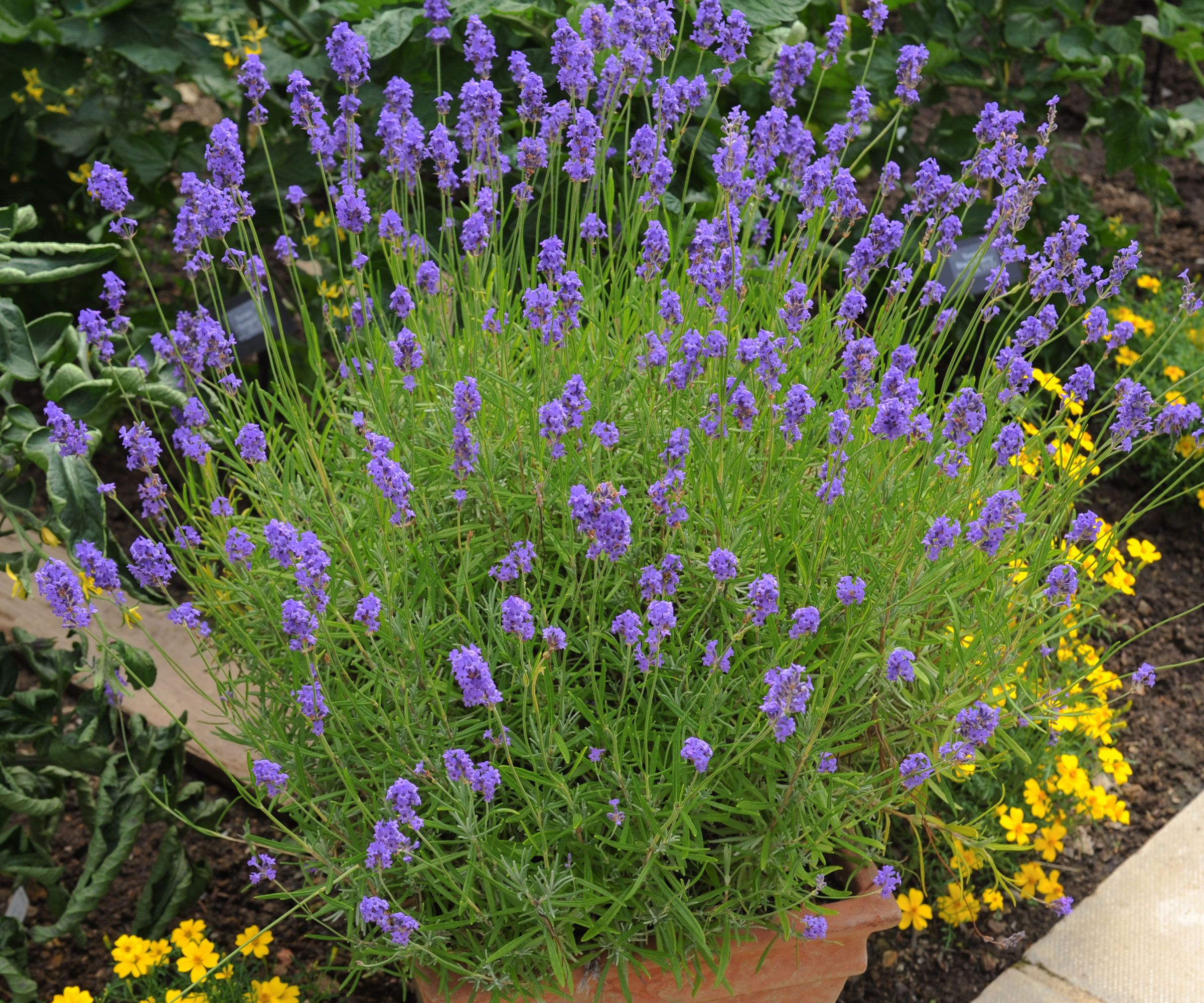 potted lavender with purple blooms in garden