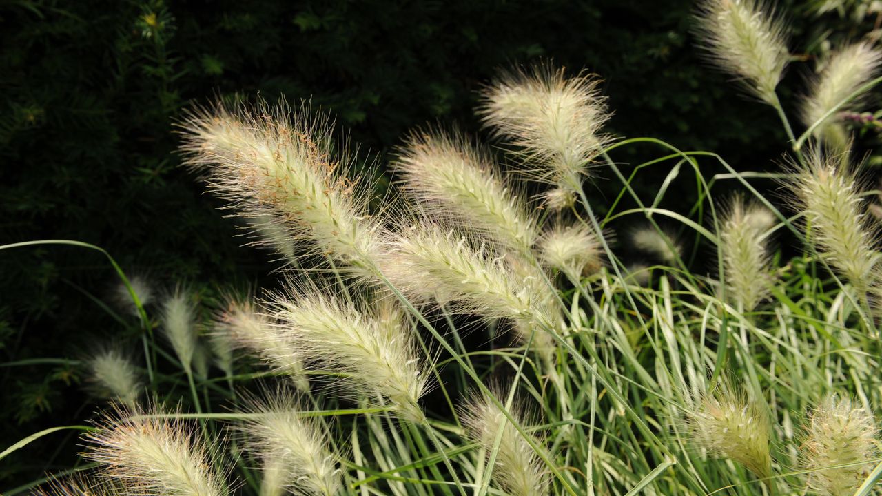 Monty Don&#039;s ornamental grass garden ideas