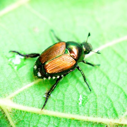 Japanese beetle on leaf