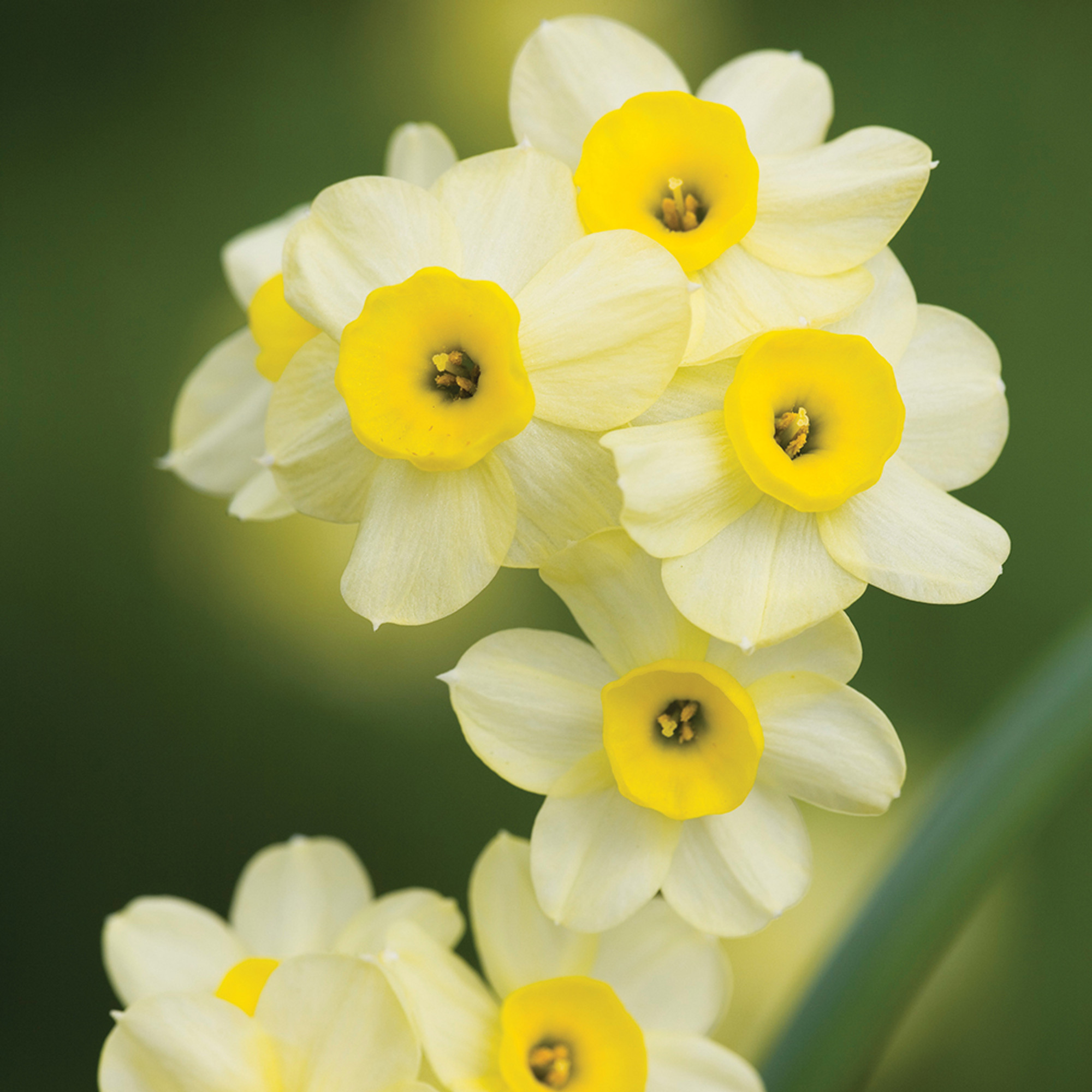 Narcissus &#039;minnow&#039;